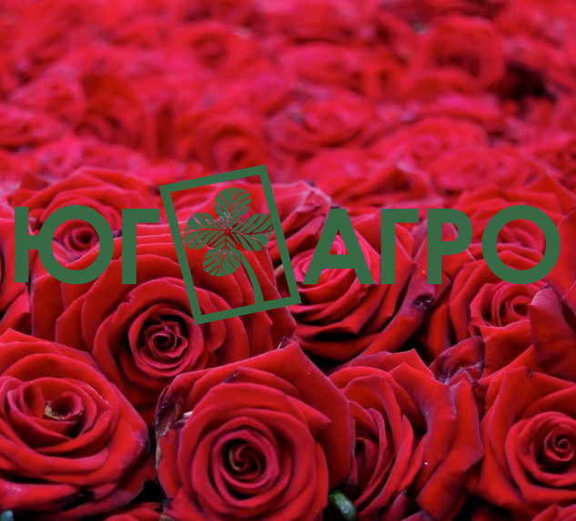 <span style="font-weight: bold;">
						«Юг-Агро» – один из крупнейших в России тепличных комбинатов по производству срезанных роз
					</span>
